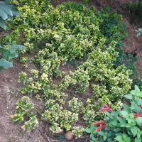 قلمه شمشاد طلایی|گل و گیاه طبیعی|قائمشهر, |دیوار