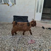 بیگ نر|حیوانات مزرعه|مسجد سلیمان, |دیوار