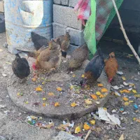 هشت عدد مرغ اول تخم