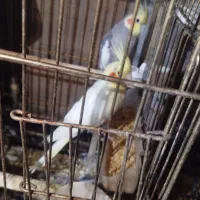 عروس هلندی و مرغ عشق|پرنده|ارومیه, |دیوار