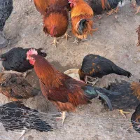 جوجه خروس محلی کاسرک مرغ تخم گذار