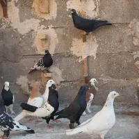 ماده پریده یکجا