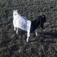 بزغاله نژدی نر تا سه قل|حیوانات مزرعه|فارسان, |دیوار