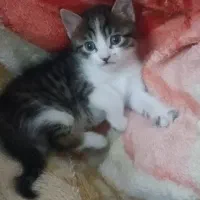 واگذاری بچه گربه ی ۲ماهه