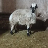 کوسفندنر|حیوانات مزرعه|باروق, |دیوار