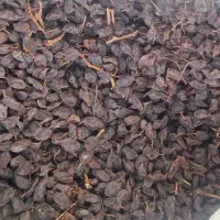 کشمش  افغان آفتابی