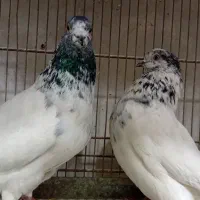 چهر جفت کفتر ناب