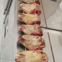 گوشت گوسفندی گوساله شتر|خوردنی و آشامیدنی|شیراز, مسلم|دیوار