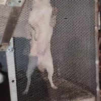 سگ پا کوتاه فیندو رنگ سفید پاک