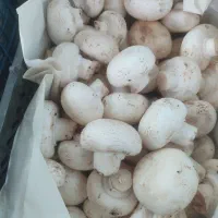 دنبال-شراکت-شریک-مغازه-هستم