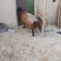 یک راس قوچ هترو دوساله نشده پلاک دار بفروش میرسد|حیوانات مزرعه|رزن, |دیوار