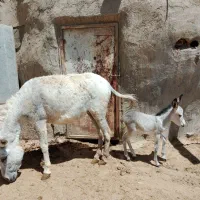فروش شیر الاغ در حضور مشتری محترم
