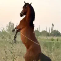 اسب|اسب و تجهیزات اسب‌سواری|ارومیه, |دیوار