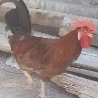 خروس عربی