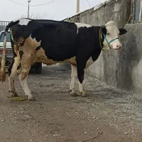 گوساله گاو گوسفند بز بره میش