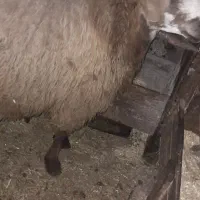 قوچ نسل کشی|حیوانات مزرعه|نمین, |دیوار