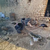 بوقلمون سالم و سرحال