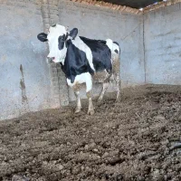 گاو|حیوانات مزرعه|تربت جام, جامرود|دیوار