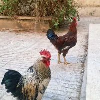 یک جفت مرغ و خروس محلی ۶ماهه