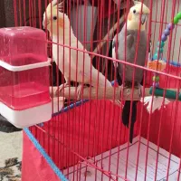 عروس هلندی نر و ماده جفت جوان