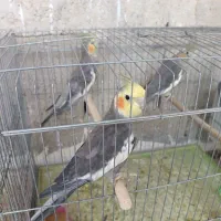 عروس هلندی|پرنده|بندر کنگان, |دیوار