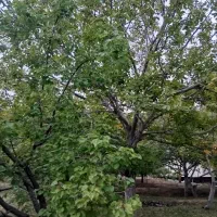 باغ-ویلایی-لوکس-در-بهترین-منطقه-اسکو