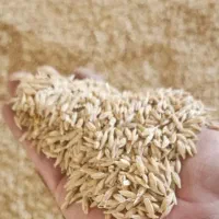 جو محلی به بالا ترین قیمت خری،دارم
