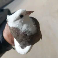 کفتر|پرنده|زاهدان, |دیوار