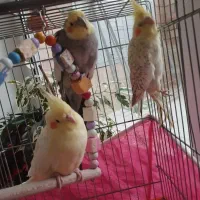 حراج عروس هلندی