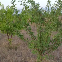 باغشهر پردیس سلطانیه