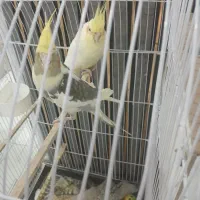 یک جفت عروس هلندی با دو جوجه  و قفس بزرگ و نو