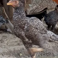 مرغ لاری|حیوانات مزرعه|شبانکاره, |دیوار