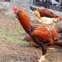 تخم مرغ لاری