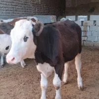 گاو و گوساله.گوساله نر وماده سیمینتال|حیوانات مزرعه|کوهنانی, |دیوار