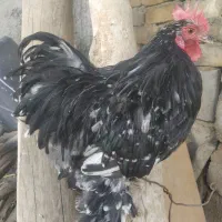خروس کوشین بالغ