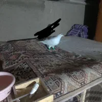 کفتر افغانی