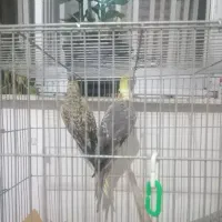 یه جفت هلندی