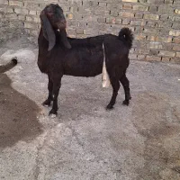 بز پاکستانی