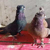 کبوتر سرخ زاغ