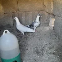 فروش تعدادی کفتر پلاکی و مسافتی