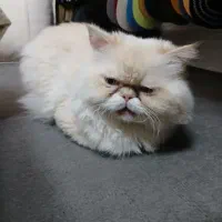 گربه پرشین سفید نر