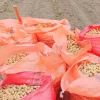 فروش بادام اطلسی آفتاب خشک