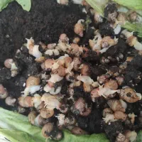 بچه و مولد|خزنده|کرج, فاز ۴ مهرشهر|دیوار