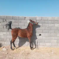 نوه انسیاتور