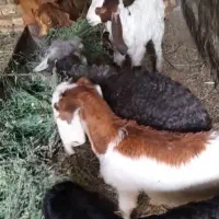 بزغاله پاکستانی اصل شیر مست خوراک نگهداری