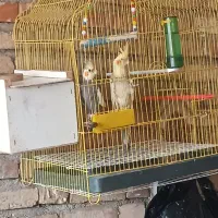 عروس هلندی آماده تخم گذاری|پرنده|سراب, |دیوار