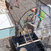 عروس هلندی|پرنده|خرمشهر, |دیوار