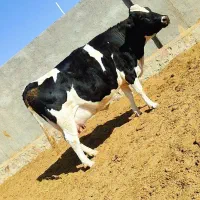 ۳راس گاو آبستن هلشتاین|حیوانات مزرعه|سبزوار, کلاته سیفر|دیوار