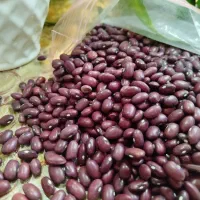 لوبیا قرمز
