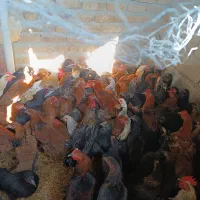 مرغ جوان تخم گذار|حیوانات مزرعه|کنگاور, |دیوار